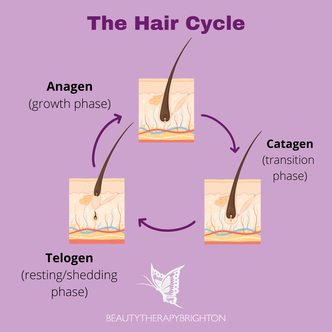 the hair growth cycle brighton