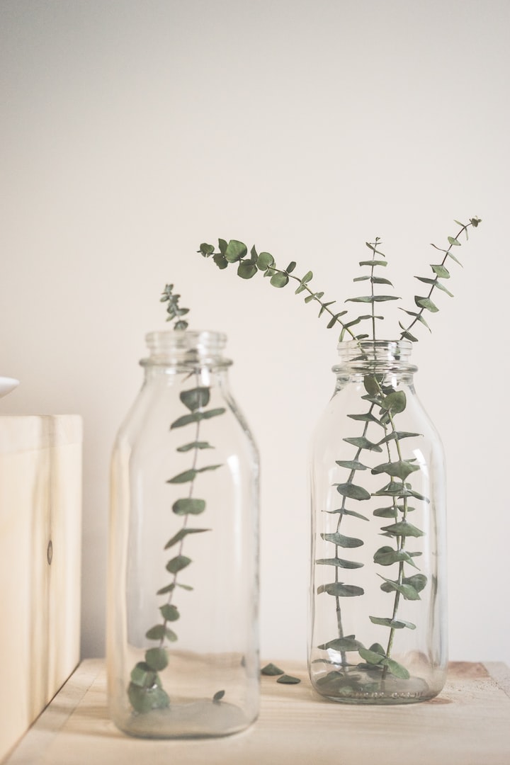 Eucalyptus in a vase benefits in bathroom